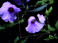 Photoshop Camera Shake Reduction: The End of IS?